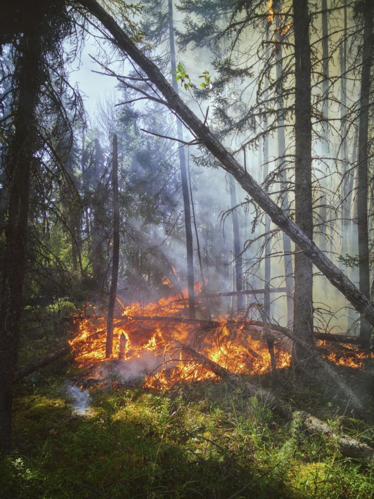 forest fire