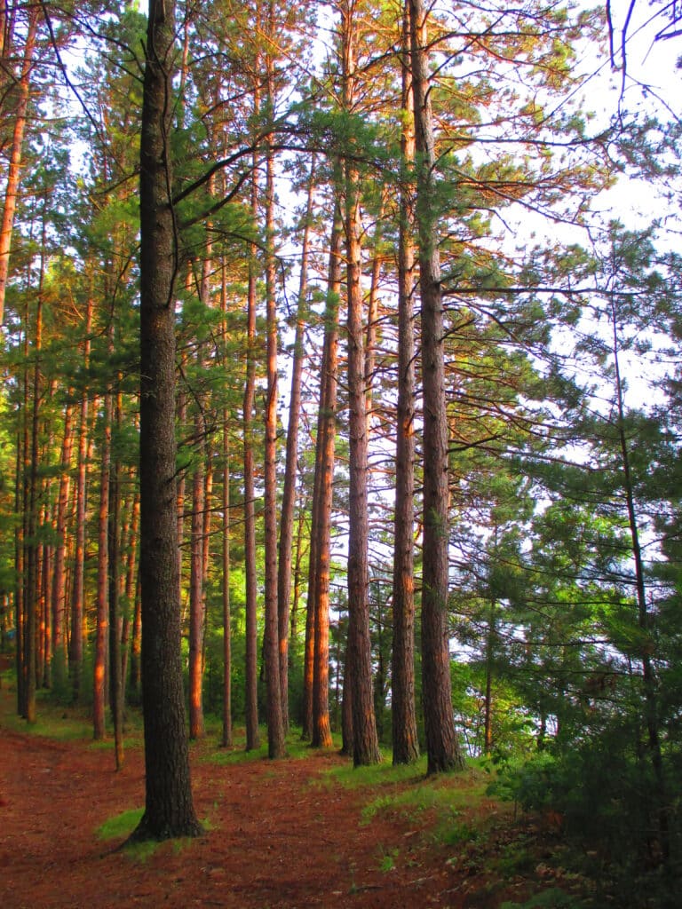 Seeking corners of quiet but learning lessons on love instead