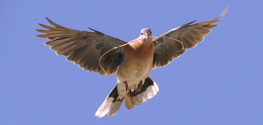 dove-flying