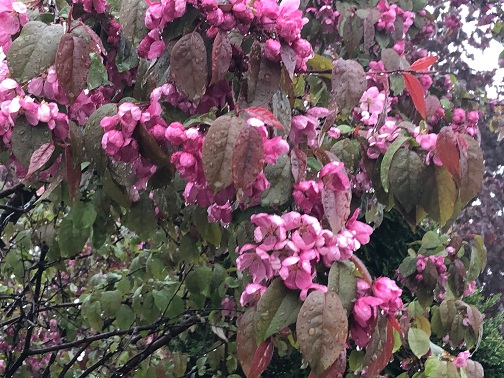 tree-flowers-rain