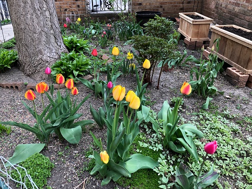 tulips-in-courtyard