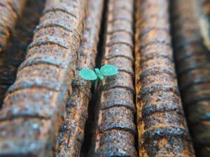 little plant coming through hard metal