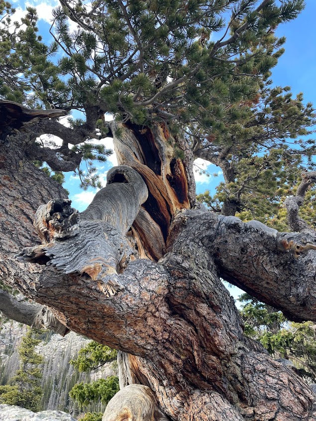 gnarled-tree-in-rocky-mountain-national-park