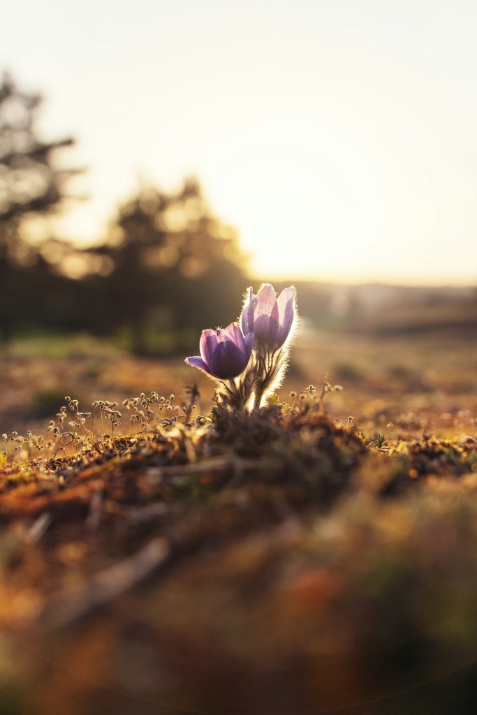 crocuses growing out of dirt, backlit by morning sun