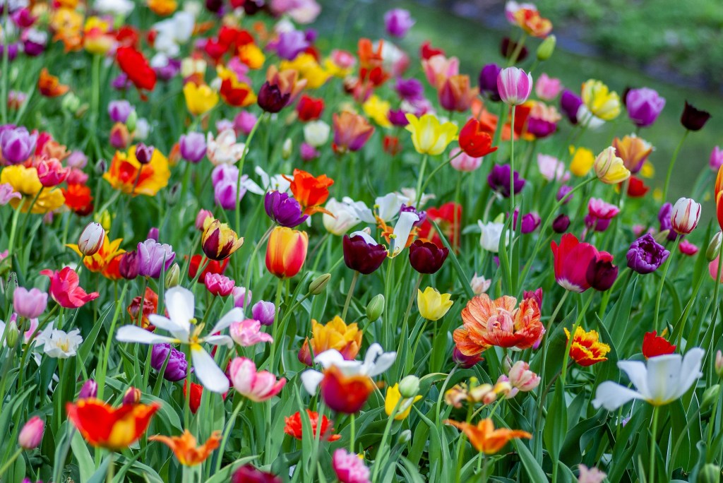 a field of colorful spring flowers
