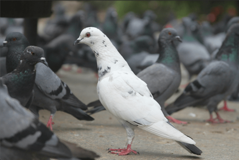white pigeon among darker pigeons