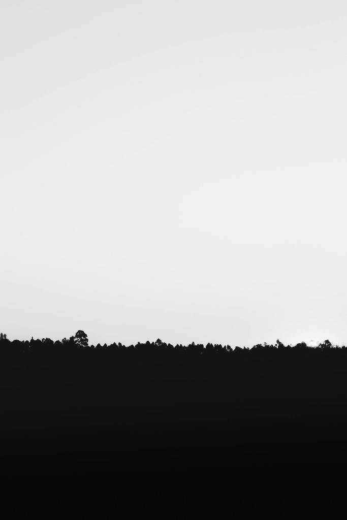 A minimalist black and white image featuring a tree silhouette against a bright sky background.