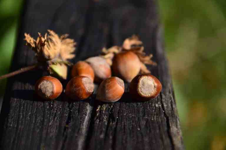 Hope the size of a hazelnut